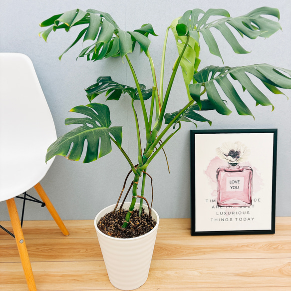 8号モンステラ幹立ち モンステラ 幹立ち 8号