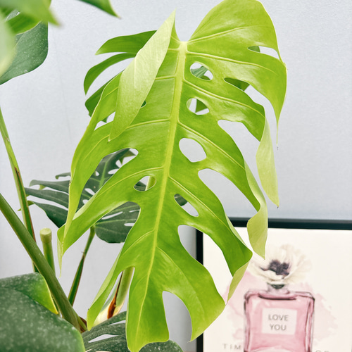 現品］A8 モンステラ 幹立ち 8号 観葉植物 室内 大型 育てやすい
