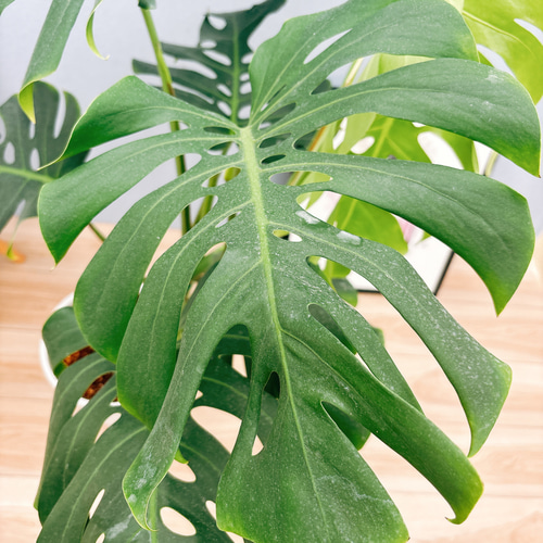 現品］A8 モンステラ 幹立ち 8号 観葉植物 室内 大型 育てやすい