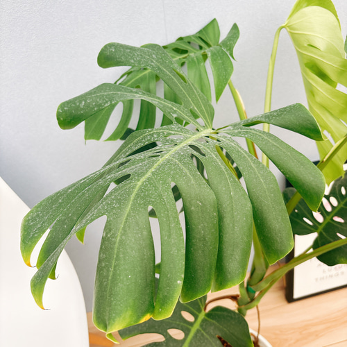 現品］A8 モンステラ 幹立ち 8号 観葉植物 室内 大型 育てやすい