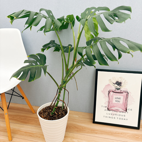 [一点もの]幹立ちモンステラ 　8号 現品］A8 モンステラ 幹立ち 8号 観葉植物 室内 大型 育てやすい