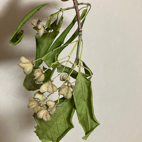 ドライフラワー マユミ 真弓 約10g 枝・葉含む ドライフラワー