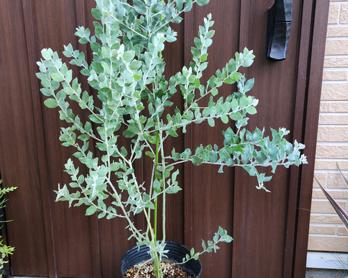可愛い❤️パールアカシア テラコッタ鉢植え ミモザ カラー