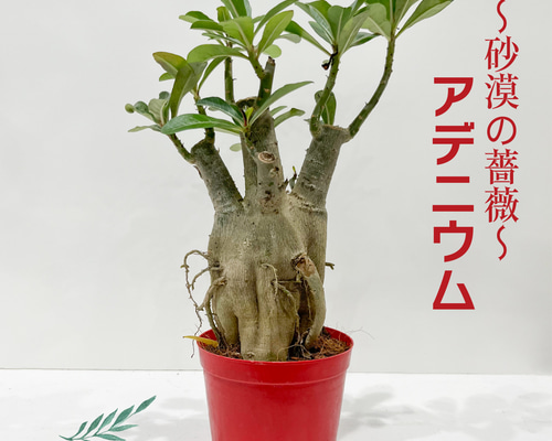 アデニウム アラビカム 砂漠のバラ 天空のバラ 太い幹 観葉植物 塊根