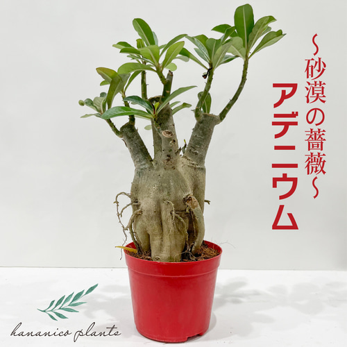 アデニウム アラビカム 砂漠のバラ 天空のバラ 太い幹 観葉植物 塊根