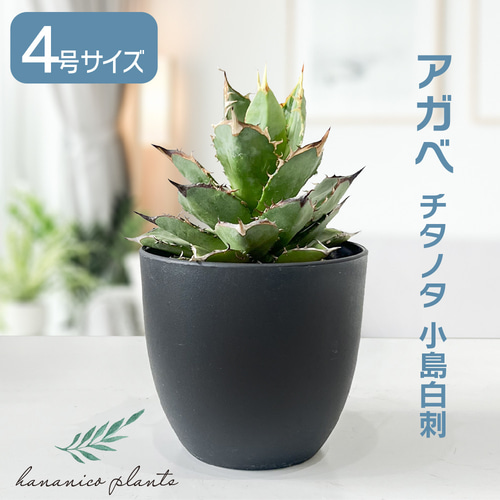 アガベ チタノタ　小島白刺　二頭　超レア株 アガベ チタノタ 小島白刺【台湾 dragon agave産/抜き苗/中株