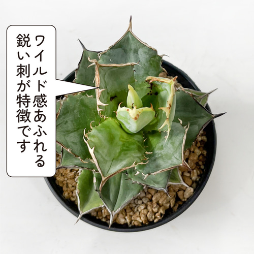 アガベ チタノタ チワワ 多肉植物 高級 人気