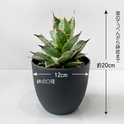 観葉植物 アガベ チタノタ 小島白刺 4号鉢 多肉植物 ワイルド おしゃれ