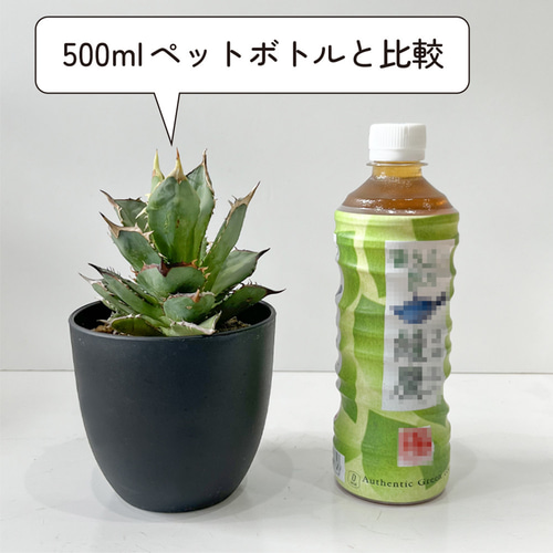 観葉植物 アガベ チタノタ 小島白刺 4号鉢 多肉植物 ワイルド おしゃれ