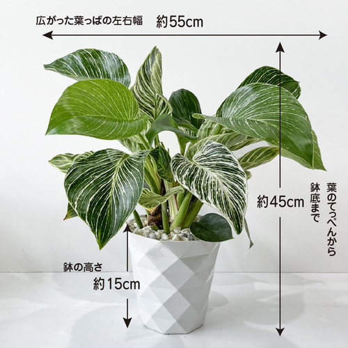 観葉植物 フィロデンドロン・バーキン 5号鉢 斑入り おしゃれ 高級感