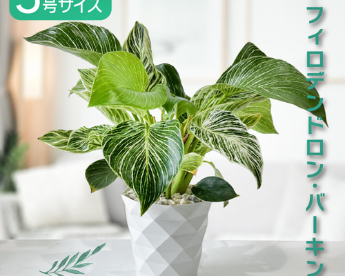 44ef5a430a72d314223a3aa7c0ff92