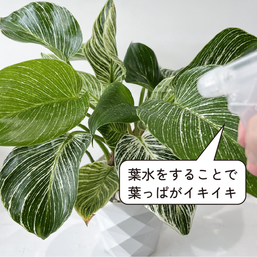 観葉植物 フィロデンドロン・バーキン 5号鉢 斑入り おしゃれ 高級感
