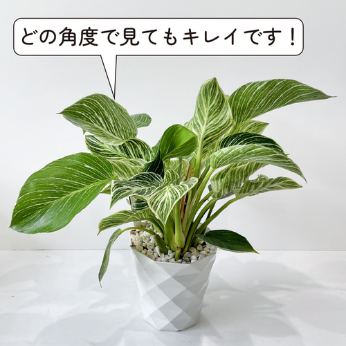 観葉植物 ヒロデンドロン緑と白の斑入り 楽天市場】【バーキン】☆ 希少 フィロデンドロン 斑入り 観葉植物
