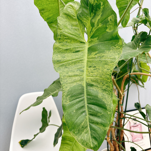 18 フィロデンドロン　パライソベルデ　白斑入り　アルボ　激レア 18 フィロデンドロン パライソベルデ 白斑入り アルボ 激レア