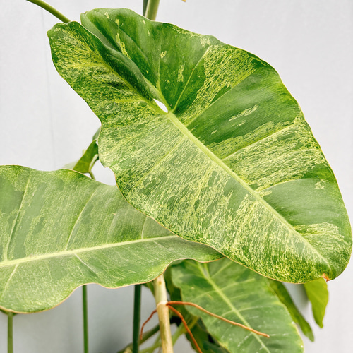 18 フィロデンドロン　パライソベルデ　白斑入り　アルボ　激レア 18 フィロデンドロン パライソベルデ 白斑入り アルボ 激レア