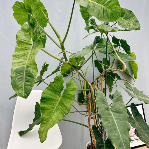 現品］【希少】特大！ フィロデンドロンパライソベルデ 10号 観葉植物
