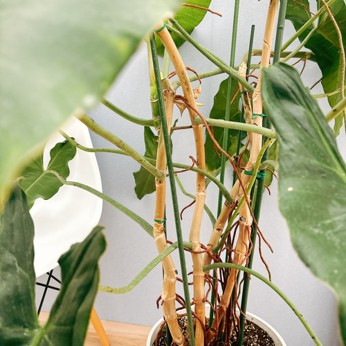 現品］【希少】特大！ フィロデンドロンパライソベルデ 10号 観葉植物