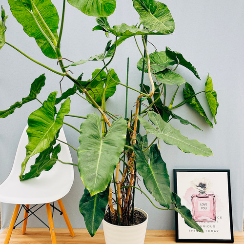 現品］【希少】特大！ フィロデンドロンパライソベルデ 10号 観葉植物