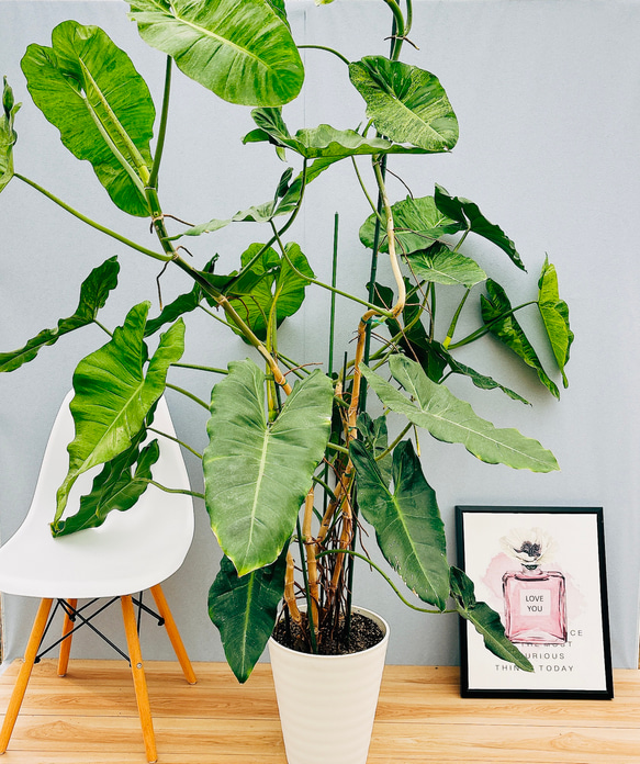 超希少・特大葉45cm！】タイ直輸入 フィロデンドロン ビレッティア