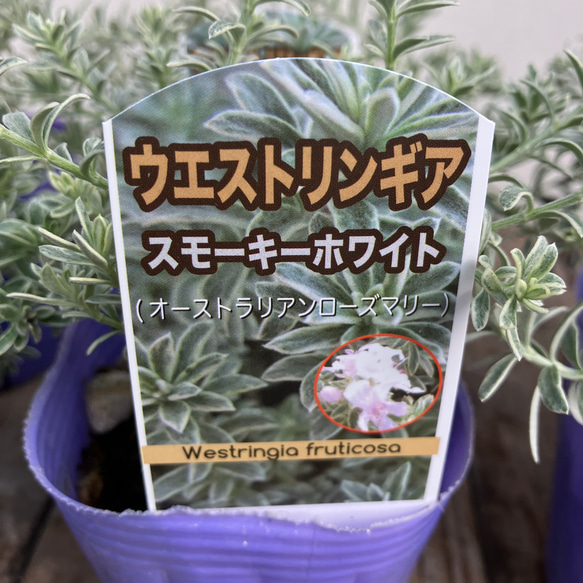 スモーキーホワイト2個セット＊ウエストリンギア＊常緑樹