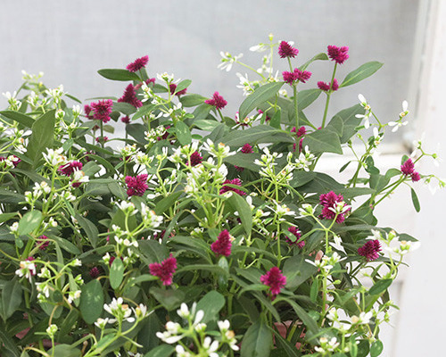 花苗 千紅花火 ホワイトラブ 千日紅×ユーフォルビア ミックス植え 3.5