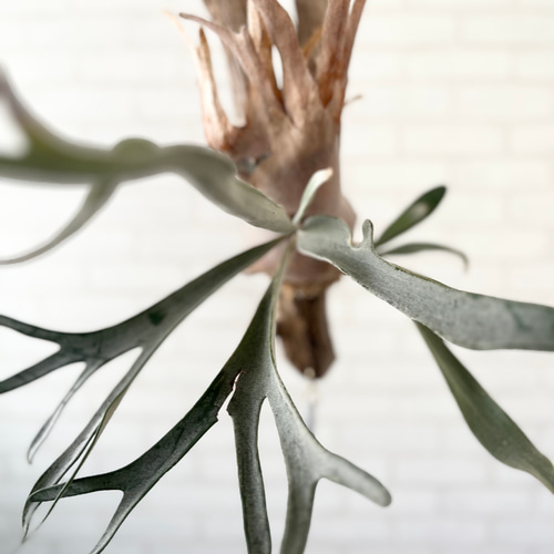 ビカクシダ コウモリラン ビーチーシルバーウイングス 流木付け