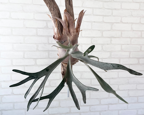 すー　ビカクシダ 木製ボード付き ビーチー　シルバー ビカクシダ 木製ボード付き ビーチー シルバー