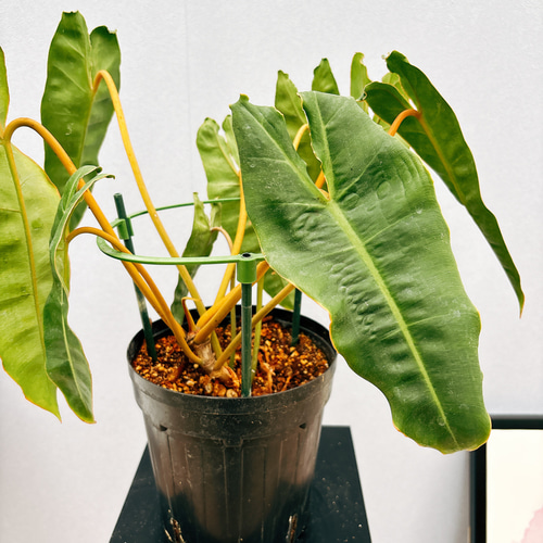 フィロデンドロン ビレッティア ビレッタエ 希少 ドライガーデン 観葉