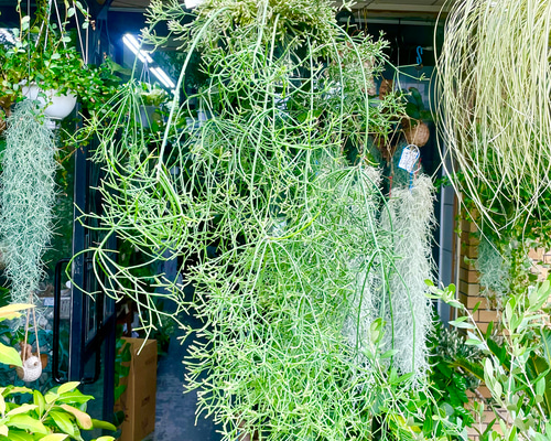 ボリュームあり 超ロング サボテン リプサリス プリスマティカ 7号