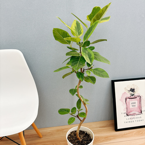 現品］32番 フィカス アルテシマ 曲がり 7号 観葉植物 室内 ゴムの木