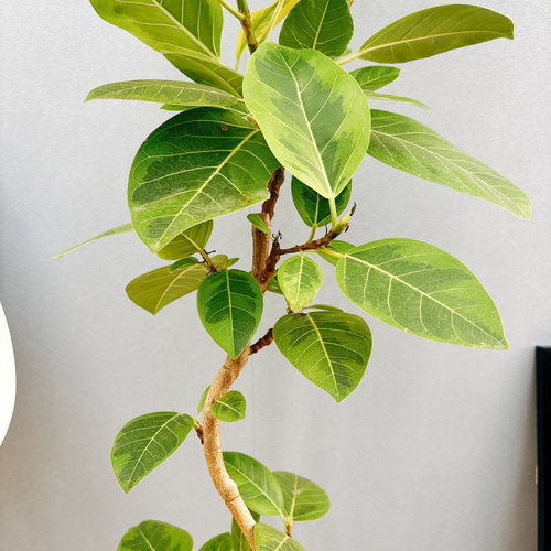 ［現品］84番　フィカス　アルテシマ　曲がり　7号　観葉植物　室内　ゴムの木 現品］84番 フィカス アルテシマ 曲がり 7号 観葉植物 室内 ゴム