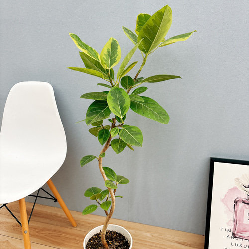 現品］32番 フィカス アルテシマ 曲がり 7号 観葉植物 室内 ゴムの木