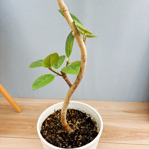 現品］32番 フィカス アルテシマ 曲がり 7号 観葉植物 室内 ゴム