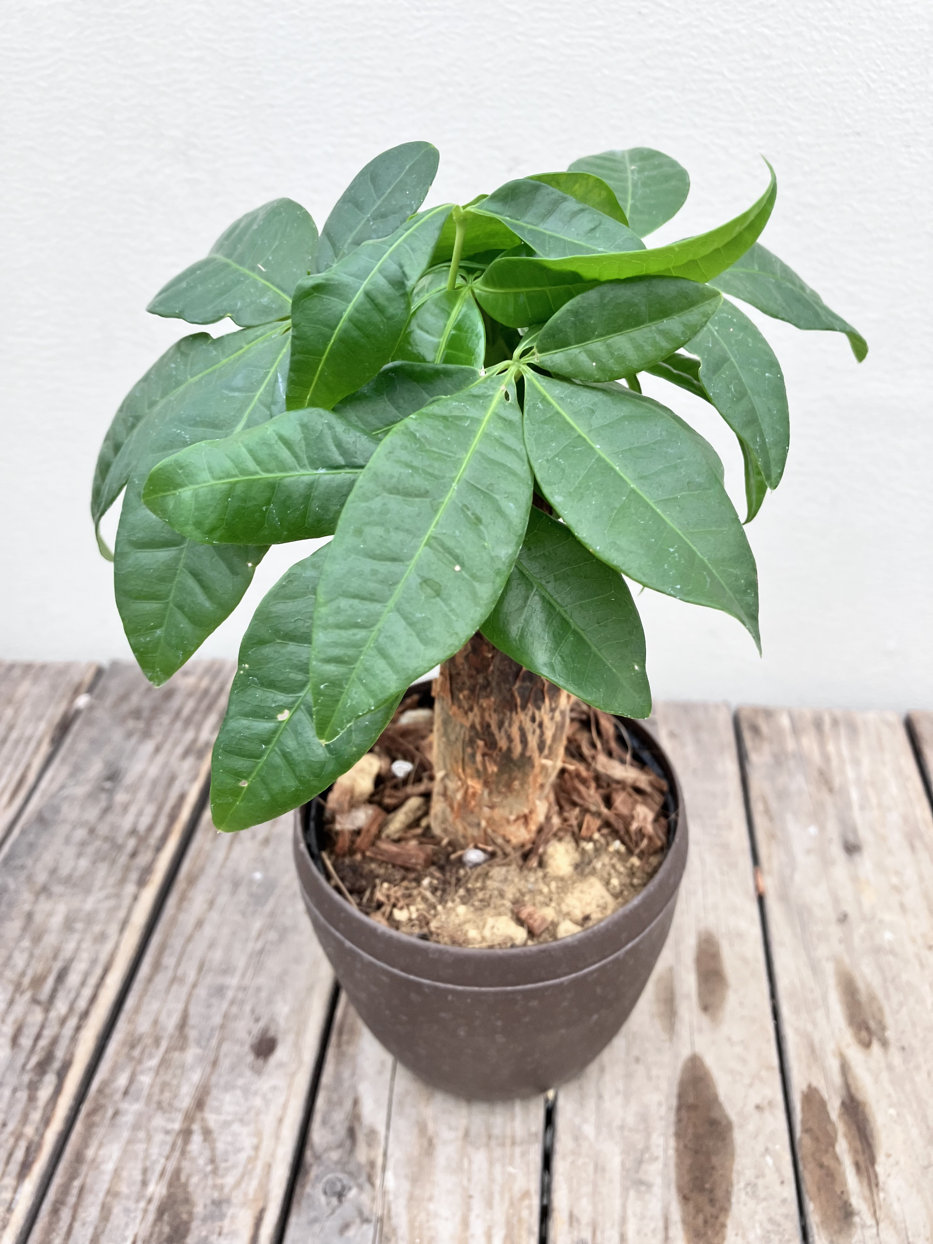 パキラ＊可愛いサイズ＊ちょっと太めの幹＊観葉植物＊ アート