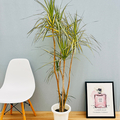 ［現品］18番　ドラセナ　コンシンネ　曲がり　8号　観葉植物　大型　室内 現品］18番 ドラセナ コンシンネ 曲がり 8号 観葉植物 大型 室内