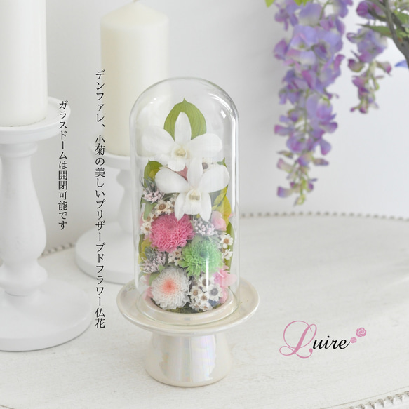 Lサイズドーム仏花】繊細なデンファレ、小菊の美しい ガラスドーム仏花