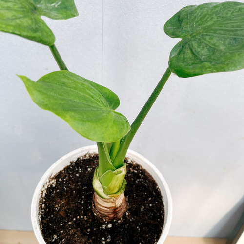 現品］【希少】1番 シマ クワズイモ 斑入り 5号 観葉植物 レア