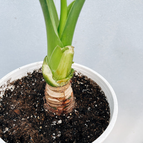 現品］【希少】1番 シマ クワズイモ 斑入り 5号 観葉植物 レア