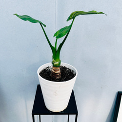 シマクワズイモ　斑入り【現品】☆希少☆ 観葉植物 a70b1811b7bb0a954a4079aa7330be