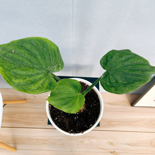 現品］【希少】1番 シマ クワズイモ 斑入り 5号 観葉植物 レア
