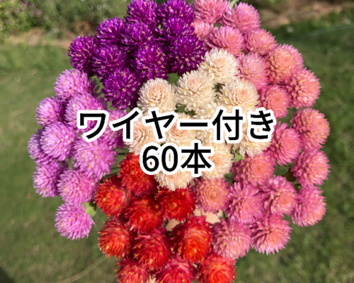 ワイヤー付き千日紅ドライフラワー60本[12] ドライフラワー Attic