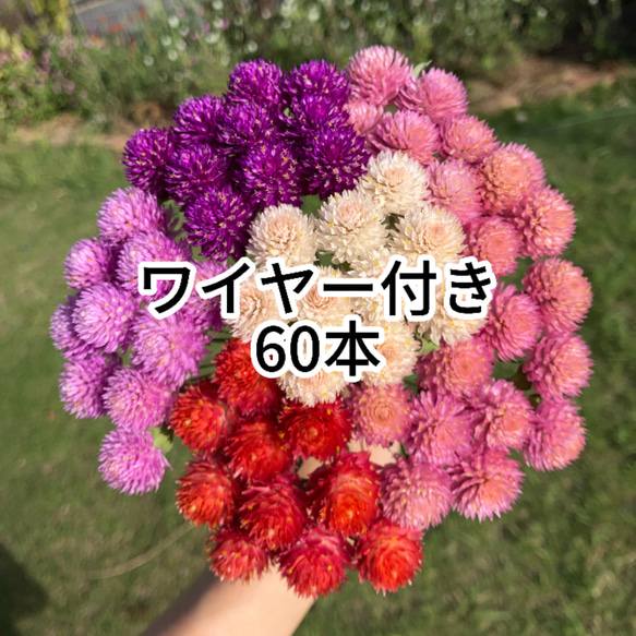 松本優 ビックコミックスピリッツ 直筆サイン入りチェキ 松本優 ビックコミックスピリッツ 直筆サイン入りチェキ