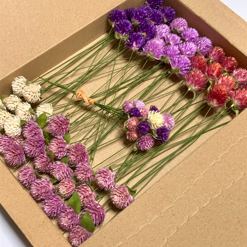 ドライフラワー sugar nine ドライフラワー レディース : ZOZOTOWN Yahoo!店