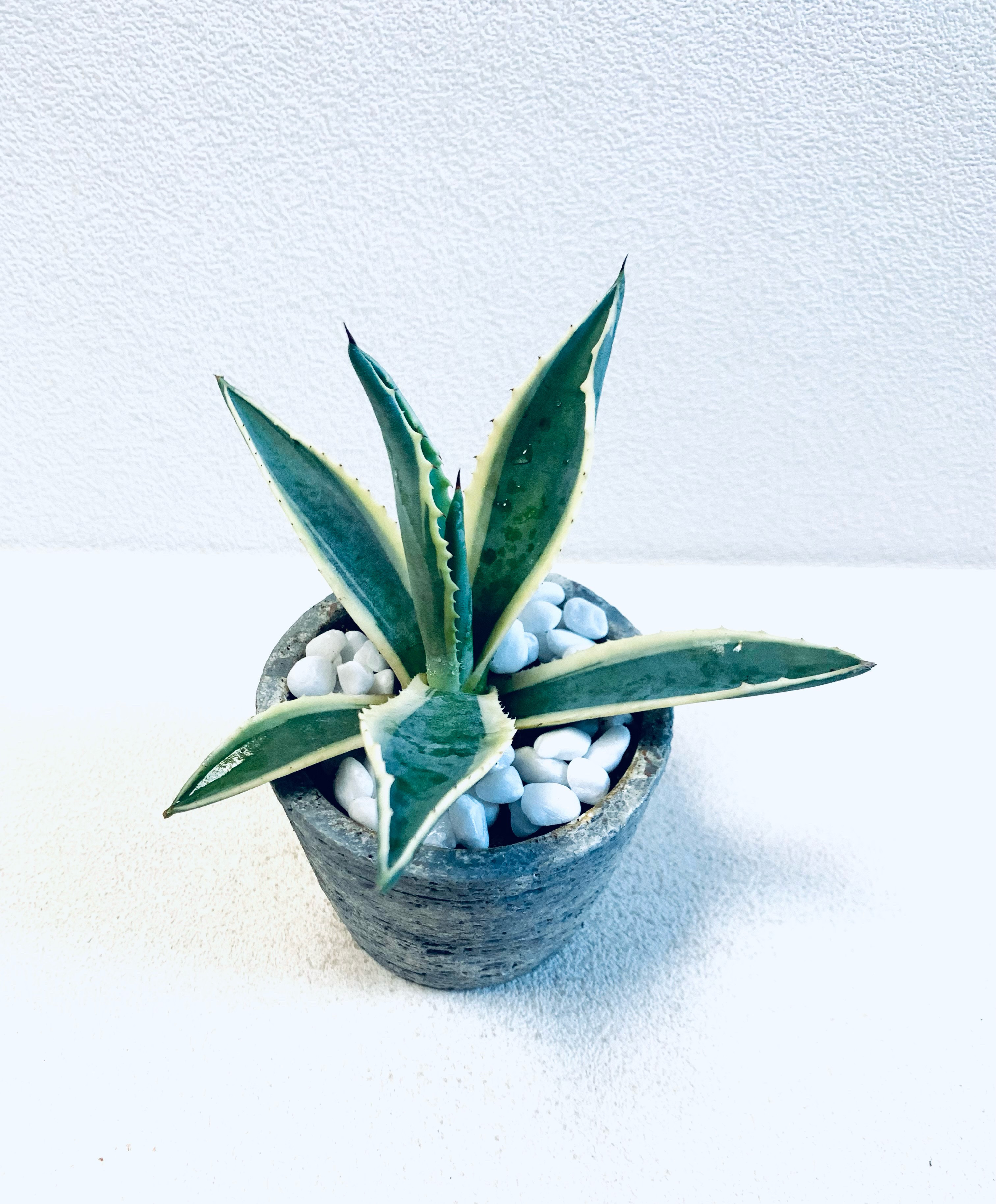 リュウゼツラン☆斑入りアガベ☆入荷です♪ アガベ アメリカーナ リュウゼツラン 斑入り 鉢植え 観葉植物