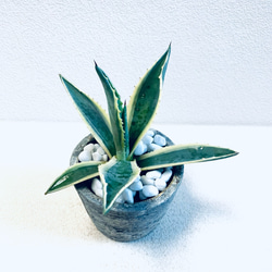 アガベ アメリカーナ リュウゼツラン 斑入り 鉢植え 観葉植物 その他