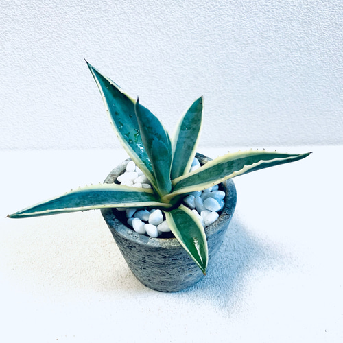 アガベ アメリカーナ リュウゼツラン 斑入り 鉢植え 観葉植物