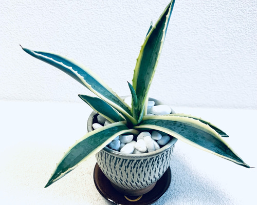 アガベ アメリカーナ リュウゼツラン 斑入り 鉢植え 受け皿付き 小鹿田