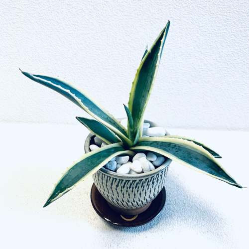 アガベ アメリカーナ リュウゼツラン 斑入り 鉢植え 受け皿付き 小鹿田