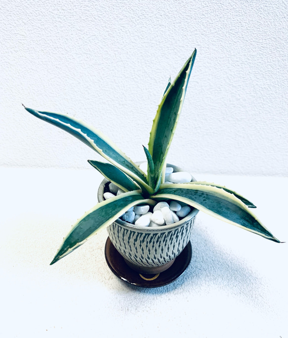 鉢植え・送料込】アガベ アメリカーナ「青の竜舌蘭」沖縄育ち 楽天市場