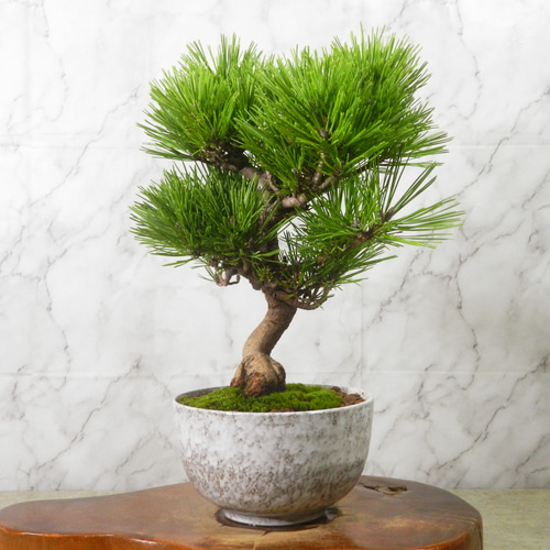☆ENGEI ichioki☆八房赤松・小品盆栽◇葉性の短い赤松となります・形